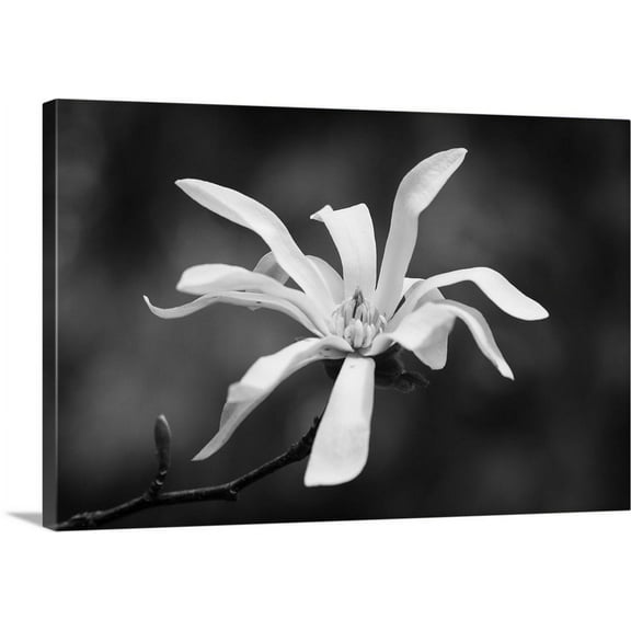Great BIG Canvas | "Magnolia Dreams I" Canvas Wall Art - 48x32
