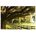 thumbnail image 1 of Great BIG Canvas | "Majestic Oaks 2" Art Print - 36x24, 1 of 4