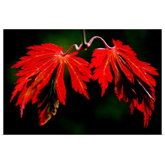 Great BIG Canvas | "Maple Leaf Portrait 5" Art Print - 36x24