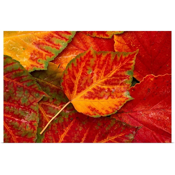 GBC | "Maple Leaves" Art Print - 48x32