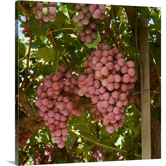 Great BIG Canvas | "Mature Red Globe table grapes on the vine, Fresno County, California" Canvas Wall Art - 16x16