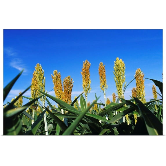 Great BIG Canvas | "Maturing heads of grain sorghum (milo), Arkansas" Art Print - 30x20