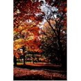 thumbnail image 1 of Great BIG Canvas | "Maymont Maples III" Art Print - 32x48, 1 of 4