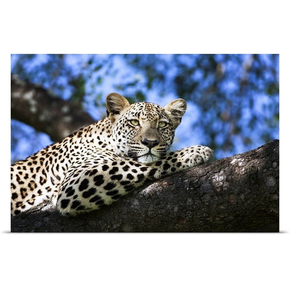Great BIG Canvas Melissa-lee Annetts Poster Print entitled Leopard in a Tree