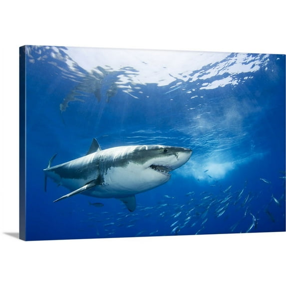Great BIG Canvas | "Mexico, Guadalupe Island, Great White Shark (Carcharodon Carcharias)" Canvas Wall Art - 24x16