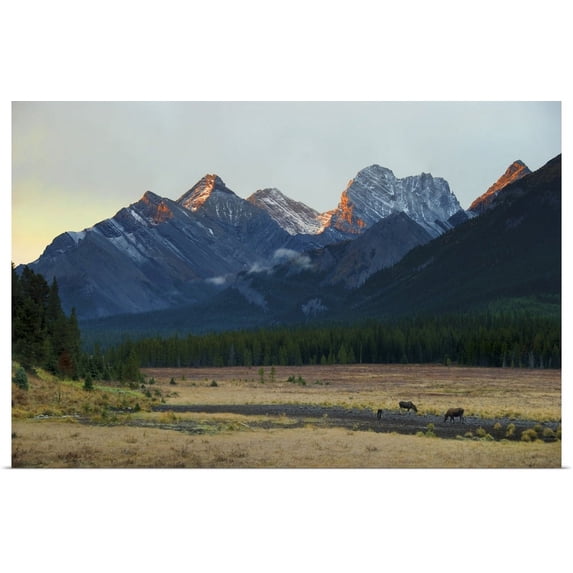 Great BIG Canvas | "Moose Grazing At Sunset; Alberta Canada" Art Print - 24x16