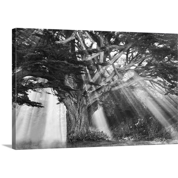 Great BIG Canvas | "Moses Tree B" Canvas Wall Art - 36x24