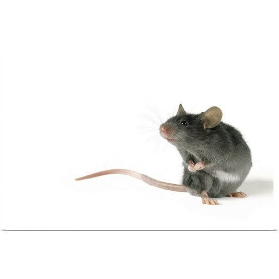 Great BIG Canvas | "Mouse Standing On Hind Legs, White Background" Art Print - 36x24
