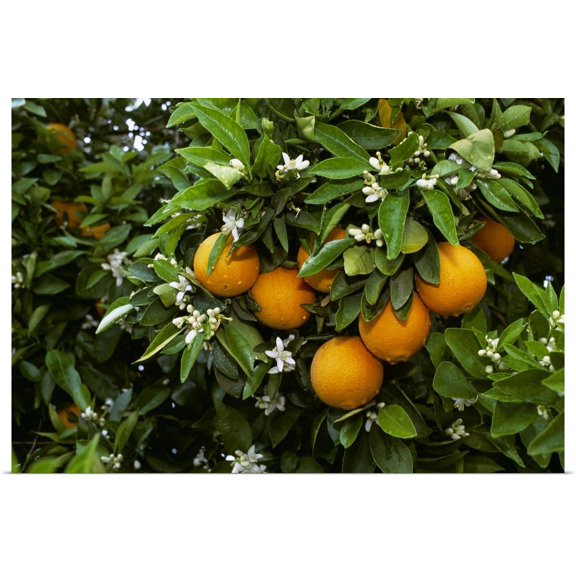 Great BIG Canvas | "Navel oranges on the tree with blossoms, Porterville, California" Art Print - 24x16