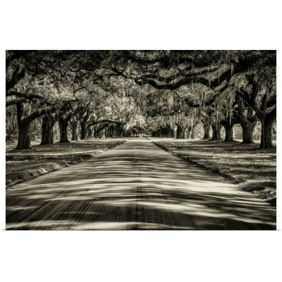 Great BIG Canvas | "Oak tree lined road at Boone Hall Plantation, Charleston" Art Print - 48x32