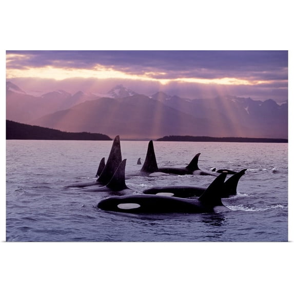 Great BIG Canvas | "Orca Pod in Lynn Canal w/Sunrays on Chilkat Mtn AK SE Summer Evening Composite" Art Print - 24x16