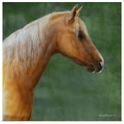 Great BIG Canvas | "Palomino" Art Print - 16x16