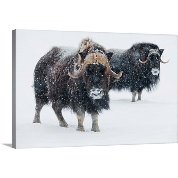 Great BIG Canvas Photography