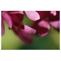 Great BIG Canvas | "Pink Hydrangeas II" Art Print - 36x24