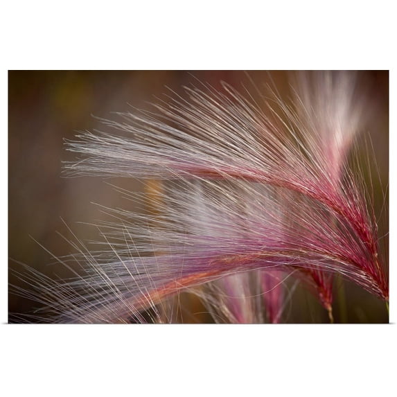 Great BIG Canvas | "Pink grass in the Maclaren River Valley, Southcentral Alaska, Autumn" Art Print - 36x24