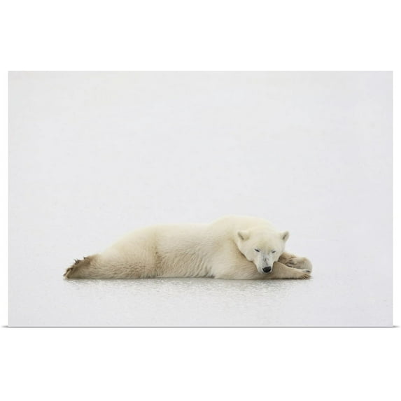 Great BIG Canvas | "Polar Bear" Art Print - 24x16