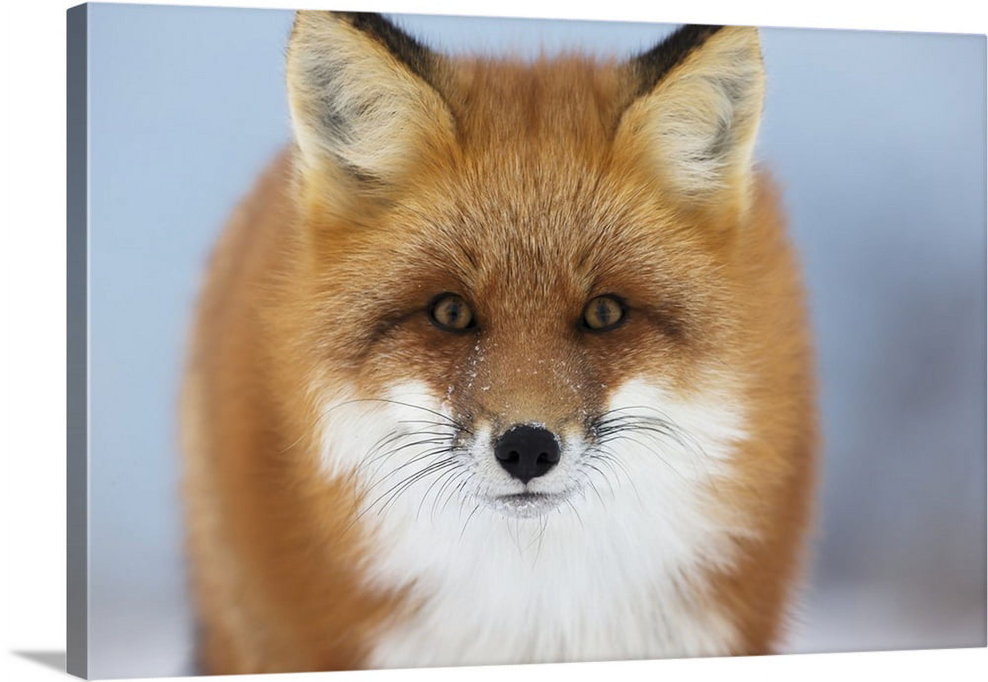 Great BIG Canvas "Portrait Of Red Fox, Churchill, Manitoba, Canada
