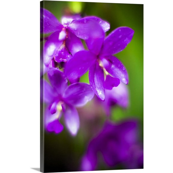 Great BIG Canvas | "Purple Orchid II" Canvas Wall Art - 24x36