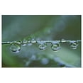 thumbnail image 1 of Great BIG Canvas | "Raindrops on blade of grass, Acadia Nationa Park, Maine" Art Print - 24x16, 1 of 4