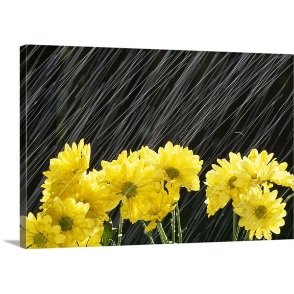 Great BIG Canvas | "Raining On Yellow Daisies" Canvas Wall Art - 24x16