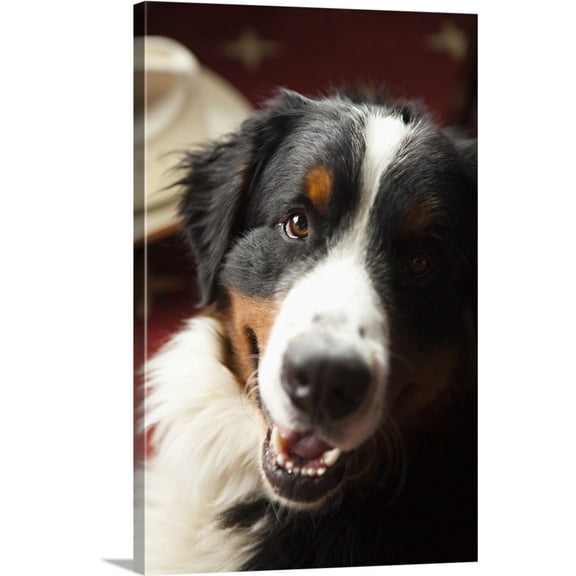 Great BIG Canvas | "Ranch Dog" Canvas Wall Art - 20x30