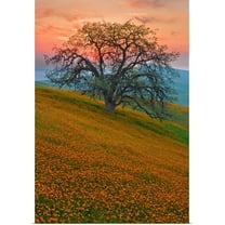 Great BIG Canvas | "Rancheria" Art Print - 20x30