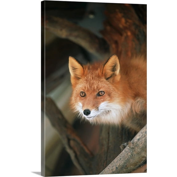Great BIG Canvas | "Red Fox Sitting Under A Shelter, Southcentral Alaska" Canvas Wall Art - 16x24