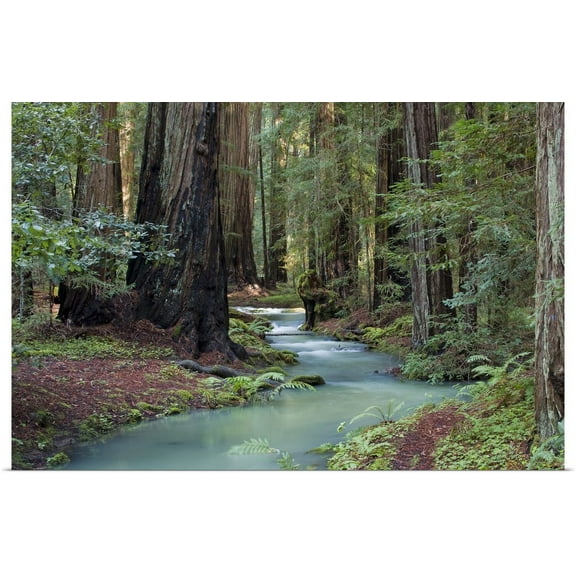 GBC | "Redwood Forest II" Art Print - 24x16