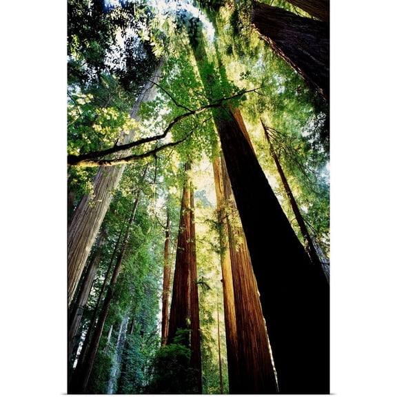 Great BIG Canvas | "Redwoods at Sunrise, Jedediah Smith Redwoods State Park, California" Art Print - 24x36