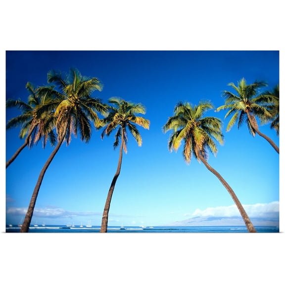 Great BIG Canvas | Rolled Carl Shaneff Poster Print entitled Hawaii, Maui, Lahaina, Coconut Palm Trees Along Ocean, Blue Sky