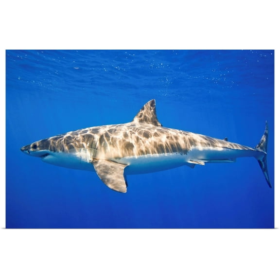 Great BIG Canvas | Rolled Carson Ganci Poster Print entitled Great White Shark (Carcharodon Carcharias)