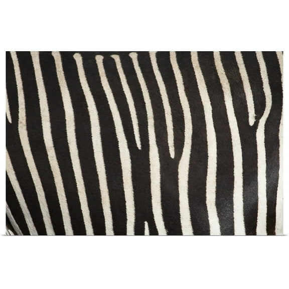Great BIG Canvas | Rolled Chris Upton Poster Print entitled Close-Up Of Grevy's Zebra Hide, Samburu National Reserve, Kenya, East Africa
