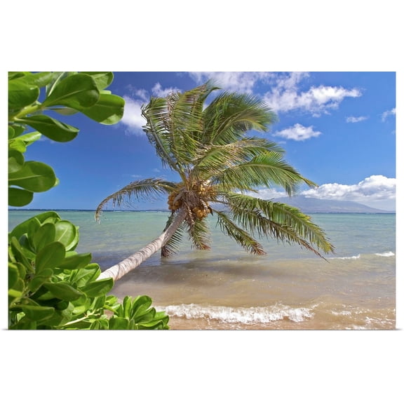 Great BIG Canvas | Rolled Dave Fleetham Poster Print entitled Hawaii, Molokai, Palm Tree Overhangs The Ocean With A View Of Maui In Distance