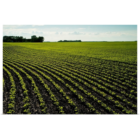 Great BIG Canvas | Rolled Dave Reede Poster Print entitled Early Growth Soybean Field Near Lorette, Manitoba, Canada