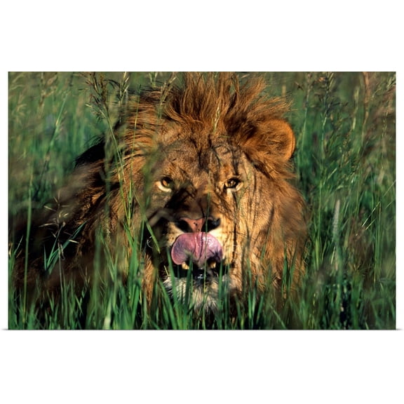 Great BIG Canvas | Rolled David Ponton Poster Print entitled Lion Licking His Lips