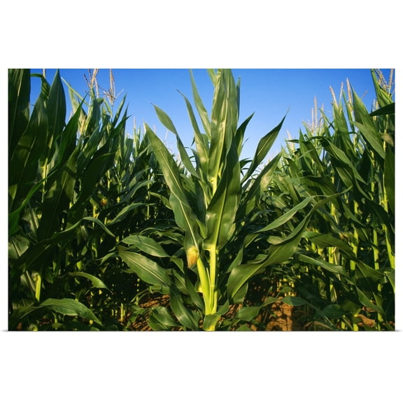 Great BIG Canvas | Rolled Debra Ferguson Poster Print entitled Closeup of mid growth tasseled out grain corn plants showing a young ear of corn
