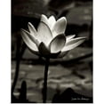 thumbnail image 1 of Great BIG Canvas | Rolled Debra Van Swearingen Poster Print entitled Lotus Flower VII, 1 of 4