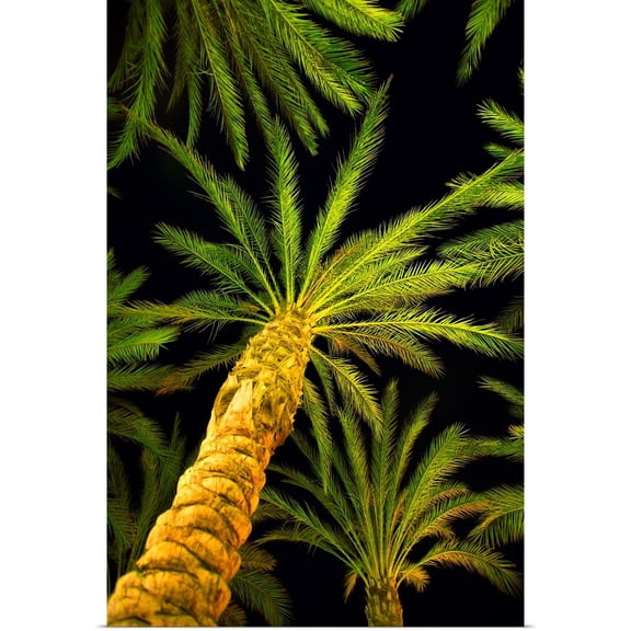 Great BIG Canvas | Rolled Don Hammond Poster Print entitled Palm Trees, Arecaceae Genera