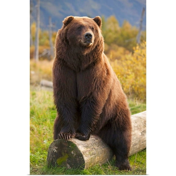 Great BIG Canvas | Rolled Doug Lindstrand Poster Print entitled A Large Brown Bear Sits On A Log At The Alaska Wildlife Conservation Center