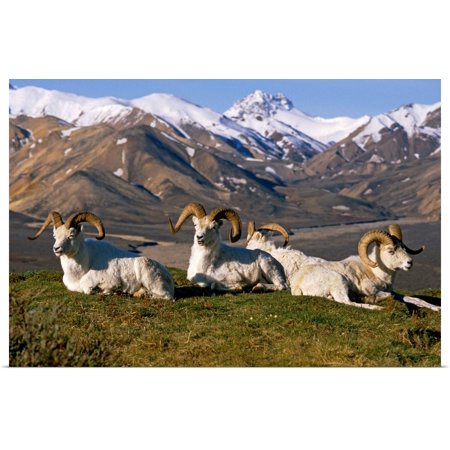 Great BIG Canvas | Rolled Doug Lindstrand Poster Print entitled Group of Dall Sheep Rams on Ridge Polychrome Pass IN AK Summer Denali NP