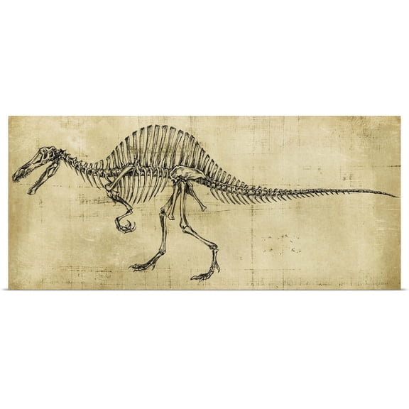 Great BIG Canvas | Rolled Ethan Harper Poster Print entitled Spinosaurus Study