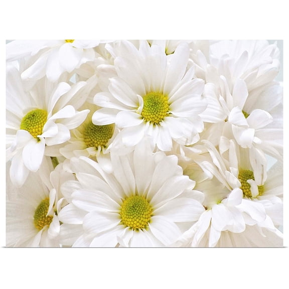 Great BIG Canvas | Rolled Gail Peck Poster Print entitled Bunch of White Daisies