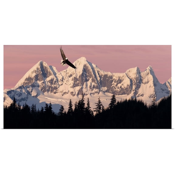 Great BIG Canvas | Rolled John Hyde Poster Print entitled Bald Eagle In Flight At Sunset With Mendenhall Towers, Southeast Alaska