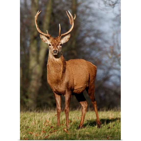 Great BIG Canvas | Rolled John Short Poster Print entitled Deer In Field