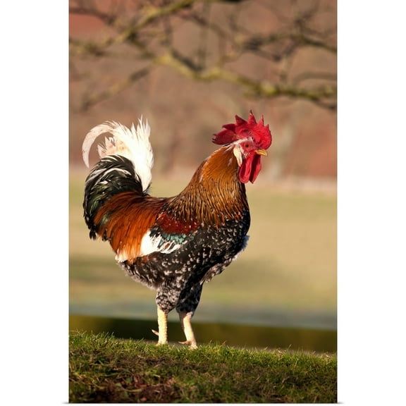 Great BIG Canvas | Rolled John Short Poster Print entitled Rooster, Northumberland, England