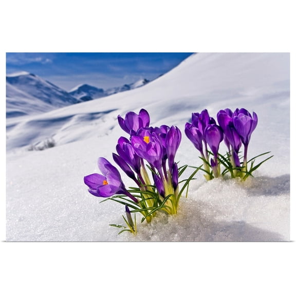 Great BIG Canvas | Rolled Kevin Smith Poster Print entitled Crocus flower peeking up through the snow. Spring. Southcentral Alaska