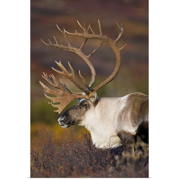 Great BIG Canvas | Rolled Milo Burcham Poster Print entitled Bull caribou on Autumn tundra in Denali National Park Interior Alaska