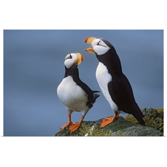 Great BIG Canvas | Rolled Milo Burcham Poster Print entitled Horned Puffin pair on ledge with one calling in courtship display