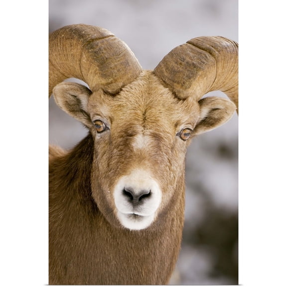 Great BIG Canvas | Rolled Paul Colangelo Poster Print entitled Bighorn sheep, Maligne Canyon, Jasper National Park, Alberta, Rocky Mountains