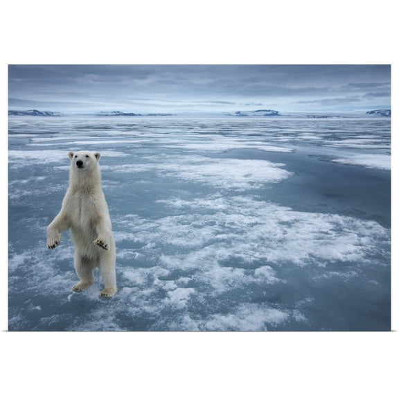 Great BIG Canvas | Rolled Paul Souders Poster Print entitled Polar Bear, Svalbard, Norway